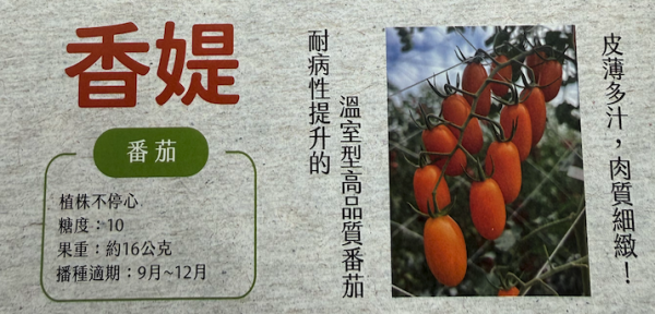 小番茄-香緹 小番茄-香緹
