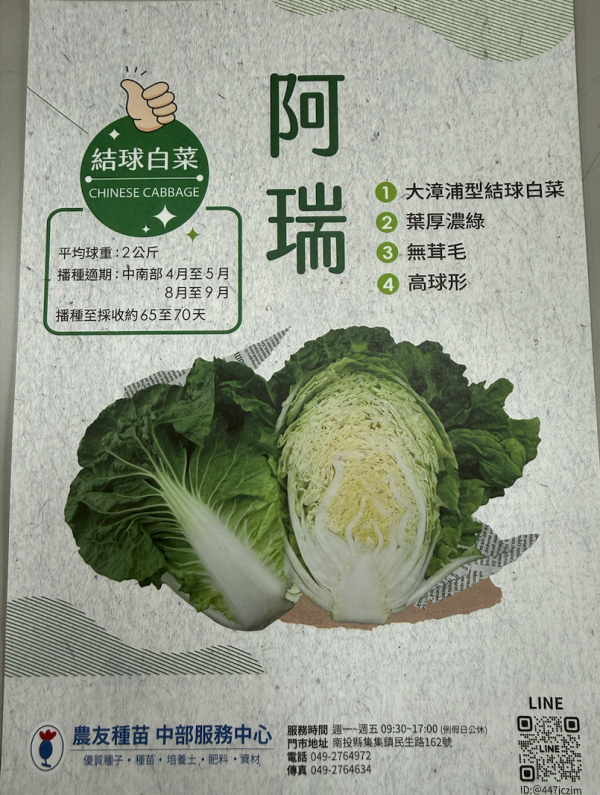 結球白菜-阿瑞 結球白菜-阿瑞