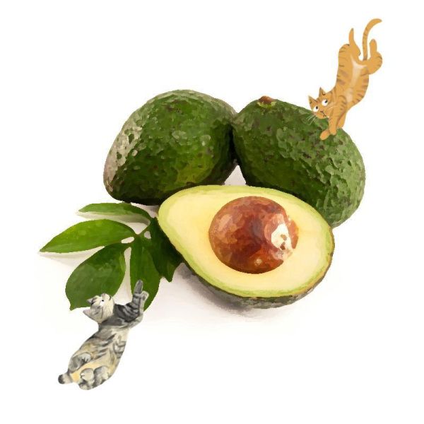 酪梨栽培管理這樣做就對了 白話文版 酪梨栽培管理這樣做就對了 白話文版