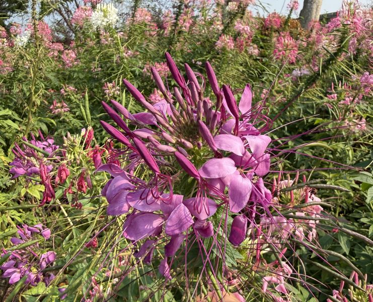 醉蝶花種子 醉蝶花種子