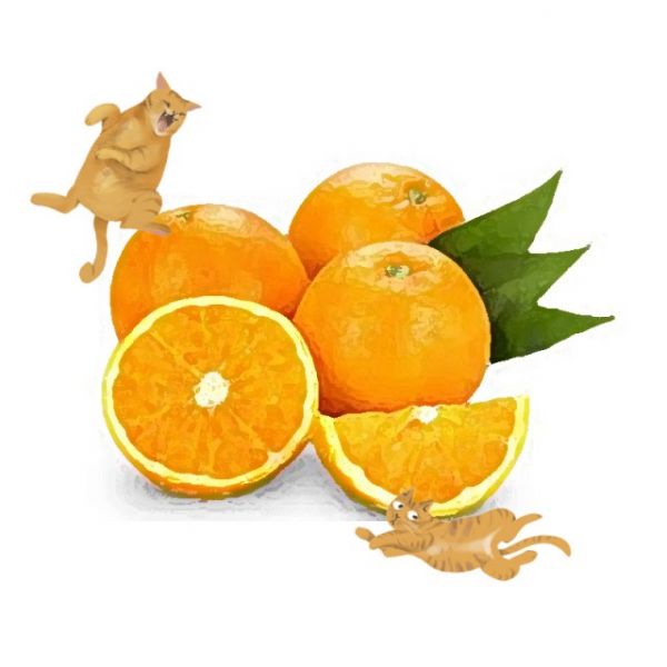 柑橘類植物栽培 2 