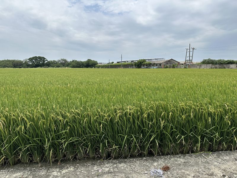 水稻施肥建議 水稻施肥建議