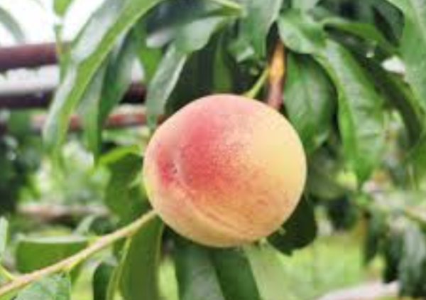 水蜜桃栽培 水蜜桃栽培