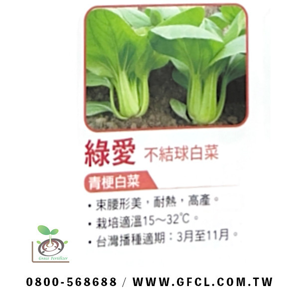 綠愛白菜 綠愛白菜