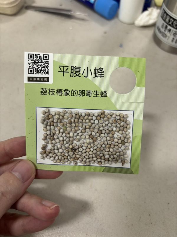 平腹小蜂/卵片-2026/出貨到5月結束 益蟲,平腹小蜂,天敵,防治