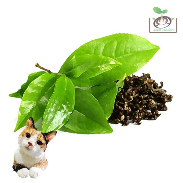 茶樹栽培管理這樣做就對了 白話文版｜ 茶樹栽培管理這樣做就對了 白話文版