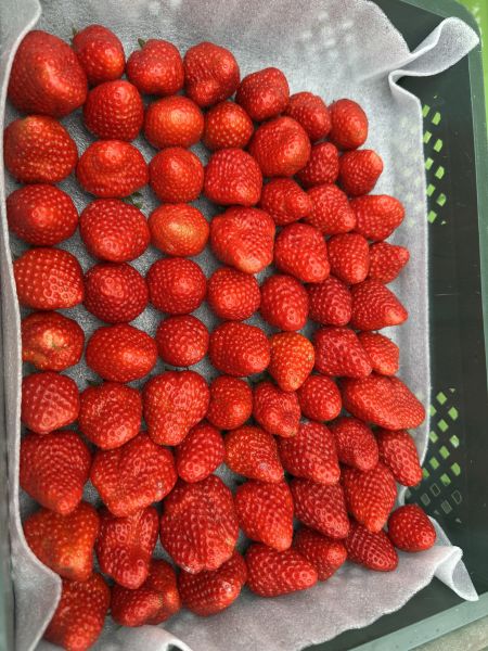 草莓施肥白話文版｜WUR荷蘭溫室技術 草莓施肥白話文版｜WUR荷蘭溫室技術