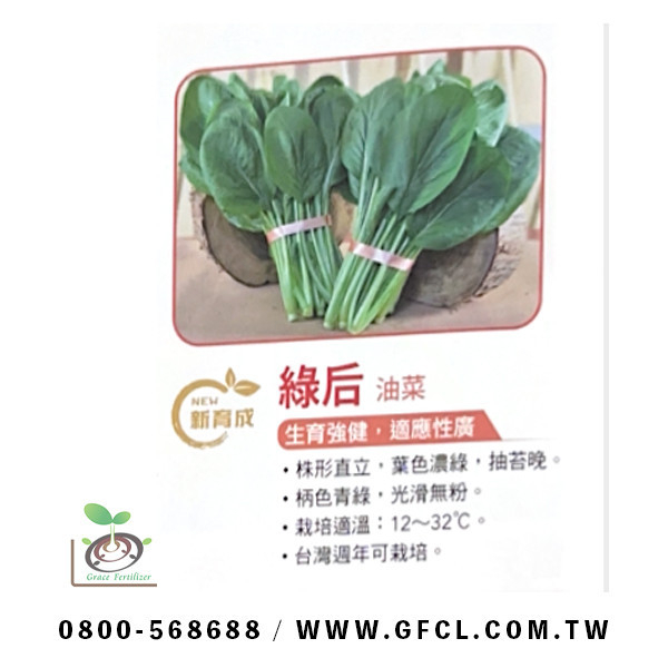 綠后油菜 綠后油菜