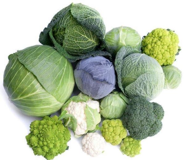 高麗菜栽培管理這樣做就對了 白話文版 高麗菜栽培管理這樣做就對了
白話文版