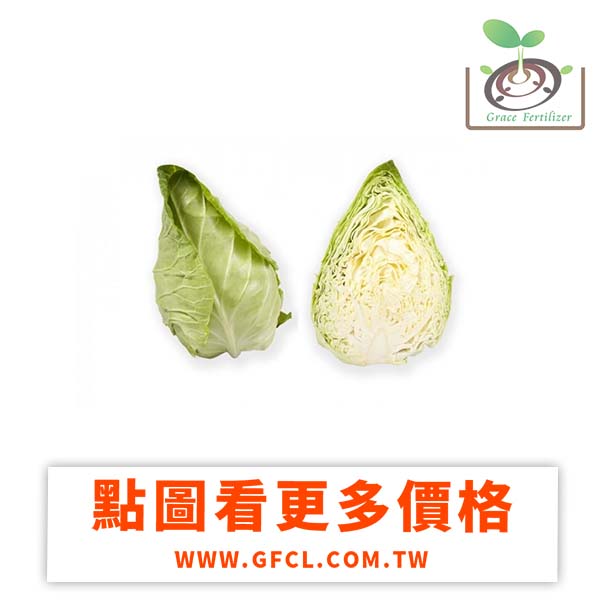 荷蘭尖頭高麗菜(堤瑪teama) 