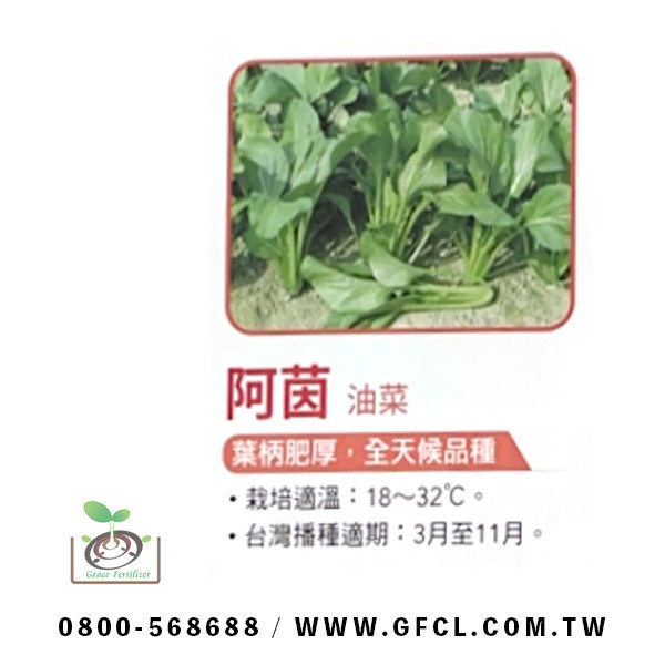 阿茵油菜 阿茵油菜