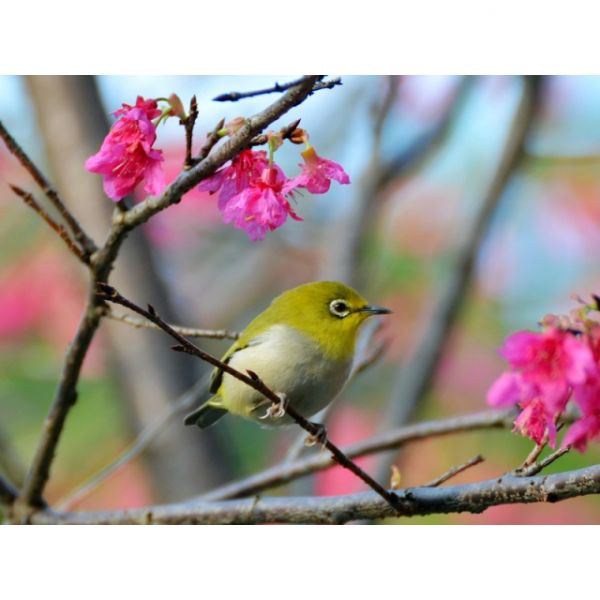 綠繡眼（介紹文）鳥店有賣 很會吃蟲 