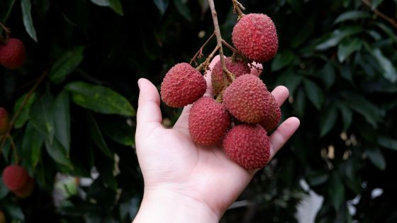 Taiwan Lychee (玉荷包ライチ Yuherbau Lychee 