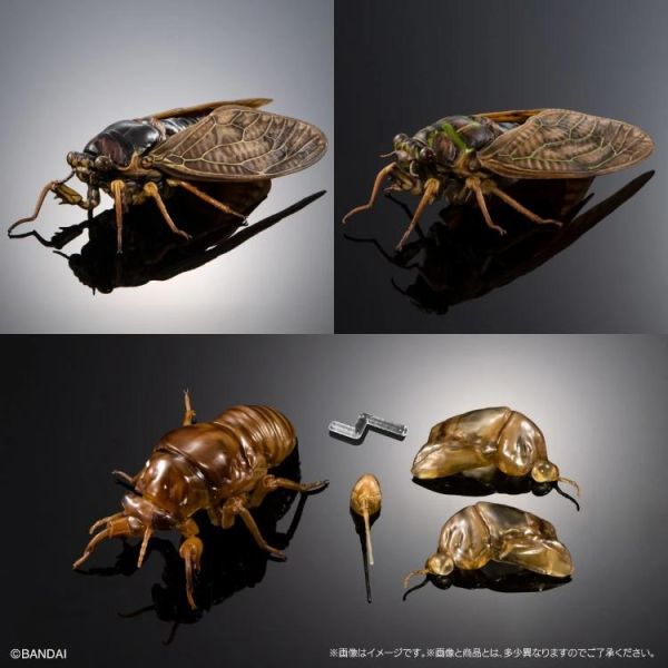 (預購) BANDAI 生物大圖鑑 蟬02 日本油蟬 套組 附展示架&樹皮台座(中) 20260608 BANDAI 生物大圖鑑 蟬02 日本油蟬 套組 附展示架&樹皮台座(中)