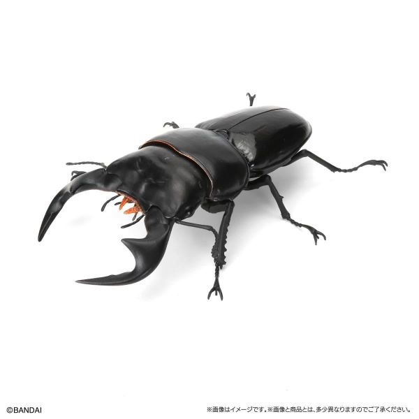 (預購) BANDAI 扭蛋 生物大圖鑑 鍬形蟲12 附樹皮台座(小) 全6種 一套6入販售 20260302 BANDAI 扭蛋 生物大圖鑑 鍬形蟲12 附樹皮台座(小) 全6種 一套6入販售