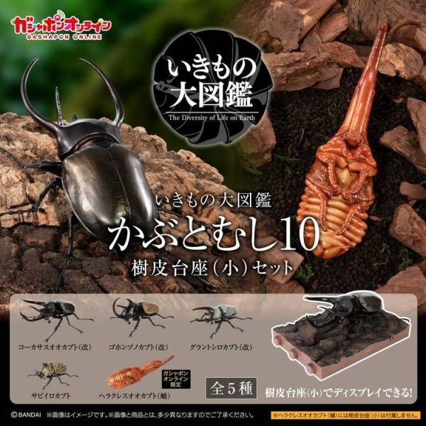 (預購) BANDAI 扭蛋 生物大圖鑑 獨角仙10 附樹皮底座(小) 全5種 一套5入販售 20251214 BANDAI 扭蛋 生物大圖鑑 獨角仙10 附樹皮底座(小) 全5種 一套5入販售