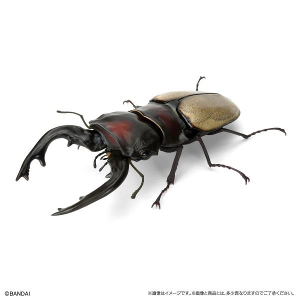(預購) BANDAI 扭蛋 生物大圖鑑 鍬形蟲12 附樹皮台座(小) 全6種 一套6入販售 20260302 BANDAI 扭蛋 生物大圖鑑 鍬形蟲12 附樹皮台座(小) 全6種 一套6入販售