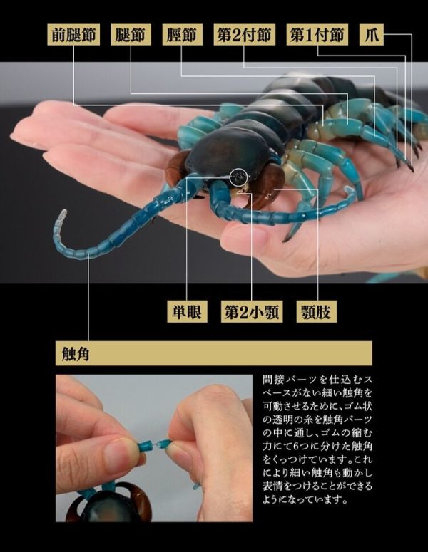 (預購) BANDAI 扭蛋 生物大圖鑑 琉神蜈蚣 20251202 BANDAI 扭蛋 生物大圖鑑 琉神蜈蚣