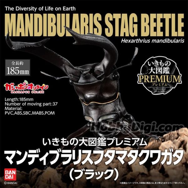 (預購) BANDAI 盒玩 生物大圖鑑PREMIUM 巨顎叉角鍬形蟲 黑 全1種 20260105 BANDAI 盒玩 生物大圖鑑PREMIUM 巨顎叉角鍬形蟲 黑 全1種