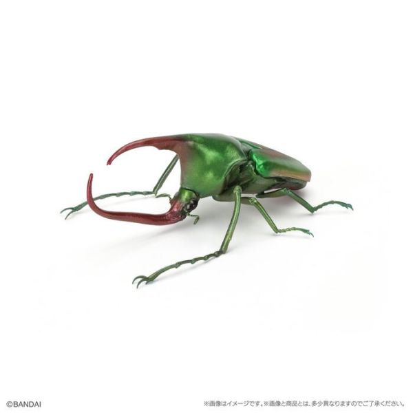 BANDAI 盒玩 生物大圖鑑 獨角仙09 附底座 全6種 一套6入販售 BANDAI 盒玩 生物大圖鑑 獨角仙09 附底座 全6種 一套6入販售