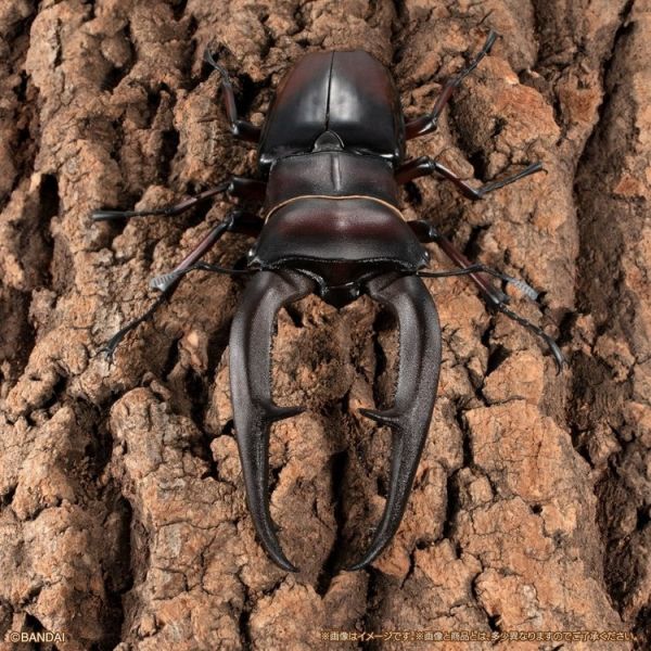 (預購) BANDAI 盒玩 生物大圖鑑PREMIUM 巨顎叉角鍬形蟲 紅 全1種 20260105 BANDAI 盒玩 生物大圖鑑PREMIUM 巨顎叉角鍬形蟲 紅 全1種