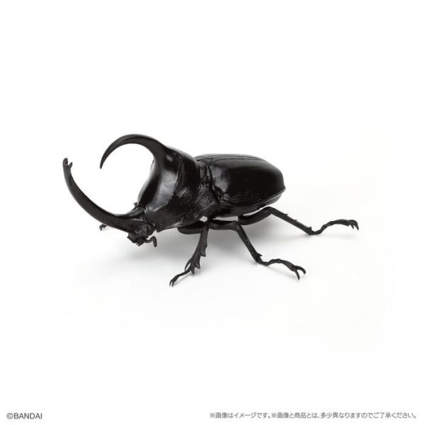BANDAI 盒玩 生物大圖鑑 獨角仙09 附底座 全6種 一套6入販售 BANDAI 盒玩 生物大圖鑑 獨角仙09 附底座 全6種 一套6入販售