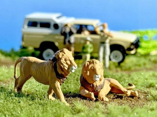 (預購) Tomytec 1/64 KAIYODO x TLV Diocolle 64 # Car Snap 32a Safari 4 w/ NISSAN TRUCK 4×4 20260301 Tomytec 1/64 KAIYODO x TLV Diocolle 64 # Car Snap 32a Safari 4 w/ NISSAN TRUCK 4×4