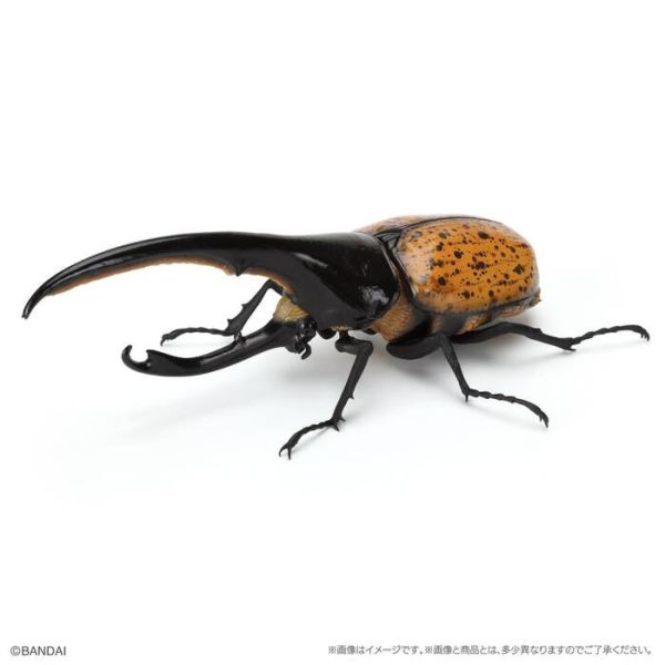 BANDAI 盒玩 生物大圖鑑 獨角仙09 附底座 全6種 一套6入販售 BANDAI 盒玩 生物大圖鑑 獨角仙09 附底座 全6種 一套6入販售