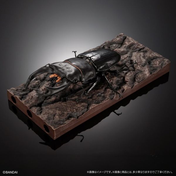 (預購) BANDAI 盒玩 生物大圖鑑 鍬形蟲02 附樹皮底座(中) 全4種 一套4入販售 (預購) BANDAI 盒玩 生物大圖鑑 鍬形蟲02 附樹皮底座(中) 全4種 一套4入販售