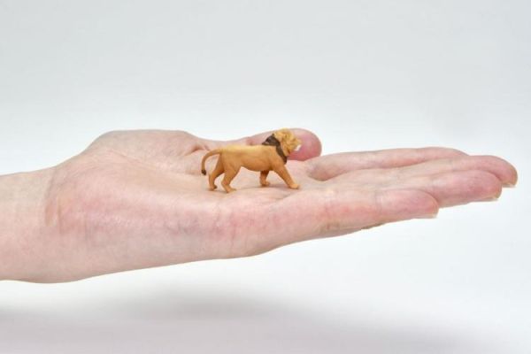 (預購) Tomytec 1/64 KAIYODO x TLV Diocolle 64 # Car Snap 32a Safari 4 w/ NISSAN TRUCK 4×4 20260301 Tomytec 1/64 KAIYODO x TLV Diocolle 64 # Car Snap 32a Safari 4 w/ NISSAN TRUCK 4×4