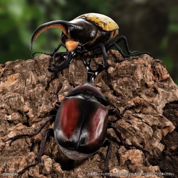 BANDAI 盒玩 生物大圖鑑 獨角仙09 附底座 全6種 一套6入販售 BANDAI 盒玩 生物大圖鑑 獨角仙09 附底座 全6種 一套6入販售