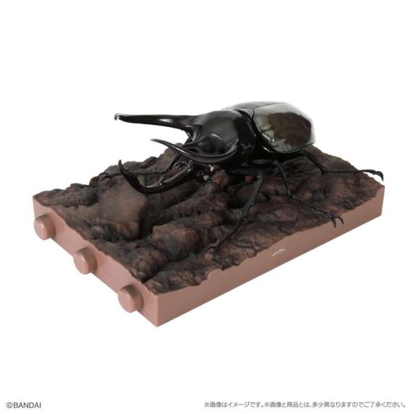 (預購) BANDAI 扭蛋 生物大圖鑑 獨角仙10 附樹皮底座(小) 全5種 一套5入販售 20251214 BANDAI 扭蛋 生物大圖鑑 獨角仙10 附樹皮底座(小) 全5種 一套5入販售