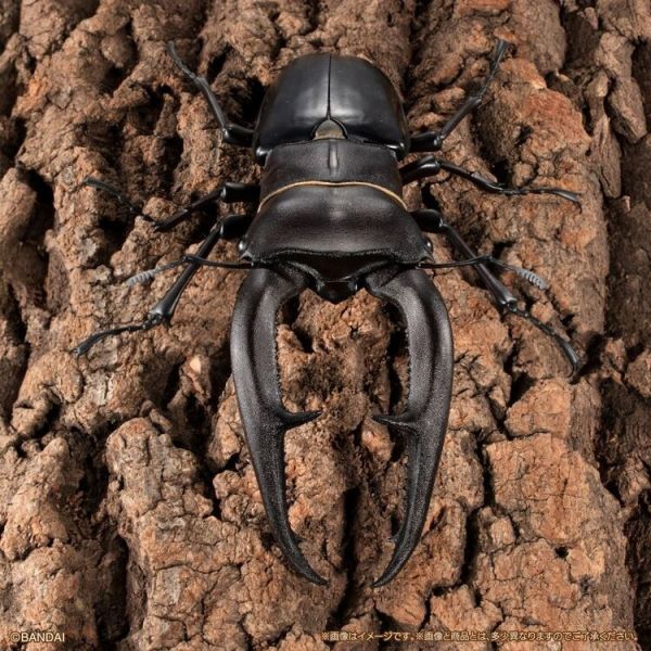 (預購) BANDAI 盒玩 生物大圖鑑PREMIUM 巨顎叉角鍬形蟲 黑 全1種 20260105 BANDAI 盒玩 生物大圖鑑PREMIUM 巨顎叉角鍬形蟲 黑 全1種