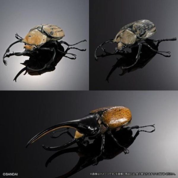 (預購) BANDAI 扭蛋 生物大圖鑑 獨角仙04 附展示架&樹皮台座(中) 全3種 一套3入販售 20260406 BANDAI 扭蛋 生物大圖鑑 獨角仙04 附展示架&樹皮台座(中) 全3種 一套3入販售