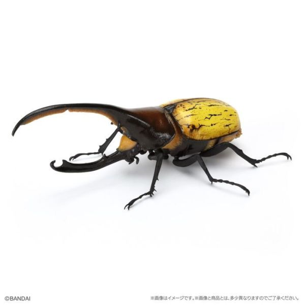 BANDAI 盒玩 生物大圖鑑 獨角仙09 附底座 全6種 一套6入販售 BANDAI 盒玩 生物大圖鑑 獨角仙09 附底座 全6種 一套6入販售