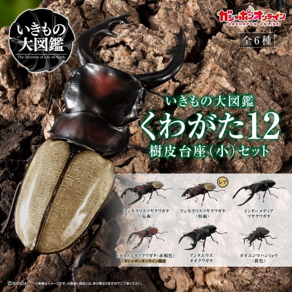 (預購) BANDAI 扭蛋 生物大圖鑑 鍬形蟲12 附樹皮台座(小) 全6種 一套6入販售 20260302 BANDAI 扭蛋 生物大圖鑑 鍬形蟲12 附樹皮台座(小) 全6種 一套6入販售