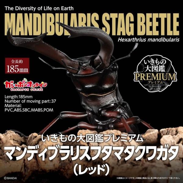 (預購) BANDAI 盒玩 生物大圖鑑PREMIUM 巨顎叉角鍬形蟲 紅 全1種 20260105 BANDAI 盒玩 生物大圖鑑PREMIUM 巨顎叉角鍬形蟲 紅 全1種