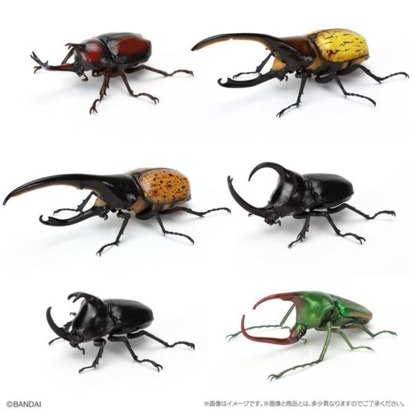 BANDAI 盒玩 生物大圖鑑 獨角仙09 附底座 全6種 一套6入販售 BANDAI 盒玩 生物大圖鑑 獨角仙09 附底座 全6種 一套6入販售