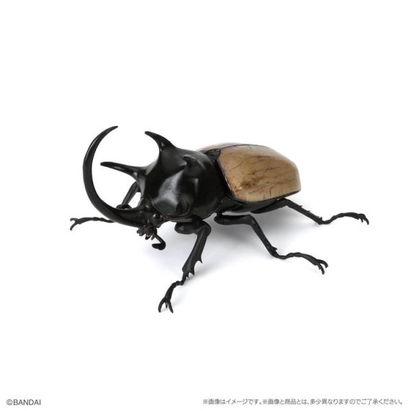 (預購) BANDAI 扭蛋 生物大圖鑑 獨角仙10 附樹皮底座(小) 全5種 一套5入販售 20251214 BANDAI 扭蛋 生物大圖鑑 獨角仙10 附樹皮底座(小) 全5種 一套5入販售