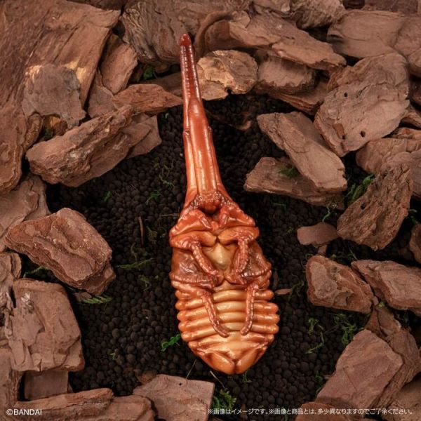 (預購) BANDAI 扭蛋 生物大圖鑑 獨角仙10 附樹皮底座(小) 全5種 一套5入販售 20251214 BANDAI 扭蛋 生物大圖鑑 獨角仙10 附樹皮底座(小) 全5種 一套5入販售