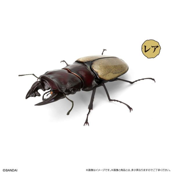 (預購) BANDAI 扭蛋 生物大圖鑑 鍬形蟲12 附樹皮台座(小) 全6種 一套6入販售 20260302 BANDAI 扭蛋 生物大圖鑑 鍬形蟲12 附樹皮台座(小) 全6種 一套6入販售