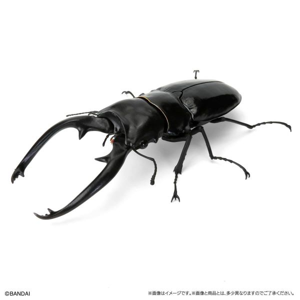 (預購) BANDAI 扭蛋 生物大圖鑑 鍬形蟲12 附樹皮台座(小) 全6種 一套6入販售 20260302 BANDAI 扭蛋 生物大圖鑑 鍬形蟲12 附樹皮台座(小) 全6種 一套6入販售
