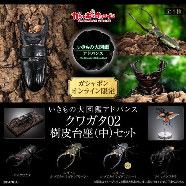 (預購) BANDAI 盒玩 生物大圖鑑 鍬形蟲02 附樹皮底座(中) 全4種 一套4入販售 (預購) BANDAI 盒玩 生物大圖鑑 鍬形蟲02 附樹皮底座(中) 全4種 一套4入販售