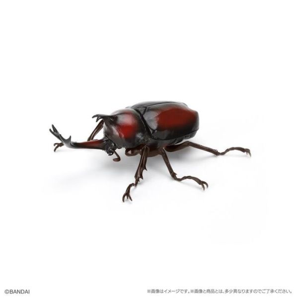 BANDAI 盒玩 生物大圖鑑 獨角仙09 附底座 全6種 一套6入販售 BANDAI 盒玩 生物大圖鑑 獨角仙09 附底座 全6種 一套6入販售