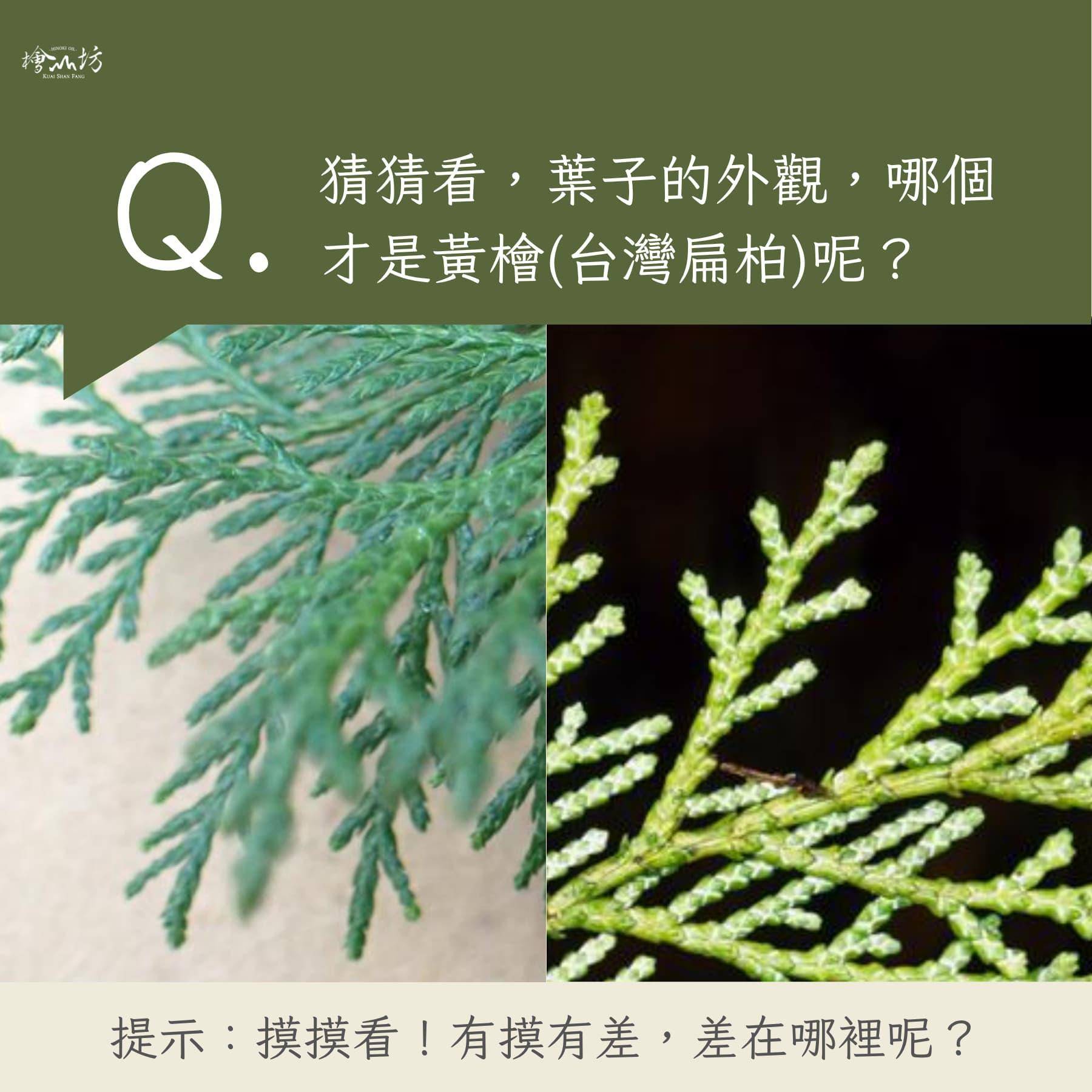 葉子的外觀哪個是黃檜?