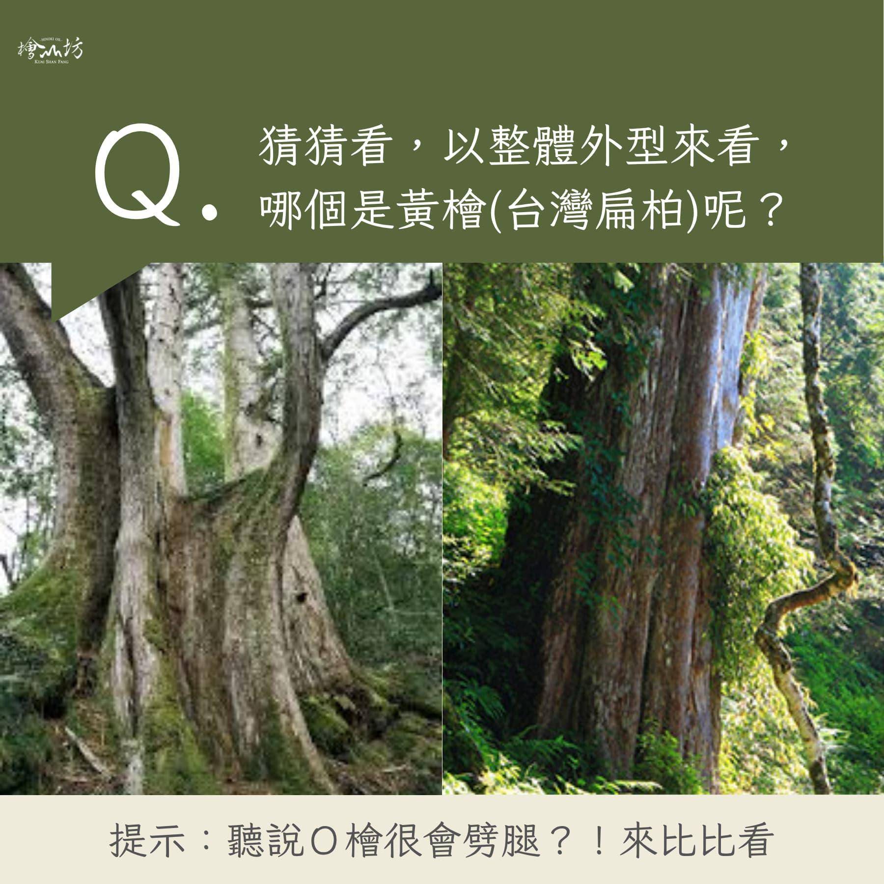 紅檜黃檜外觀分辨