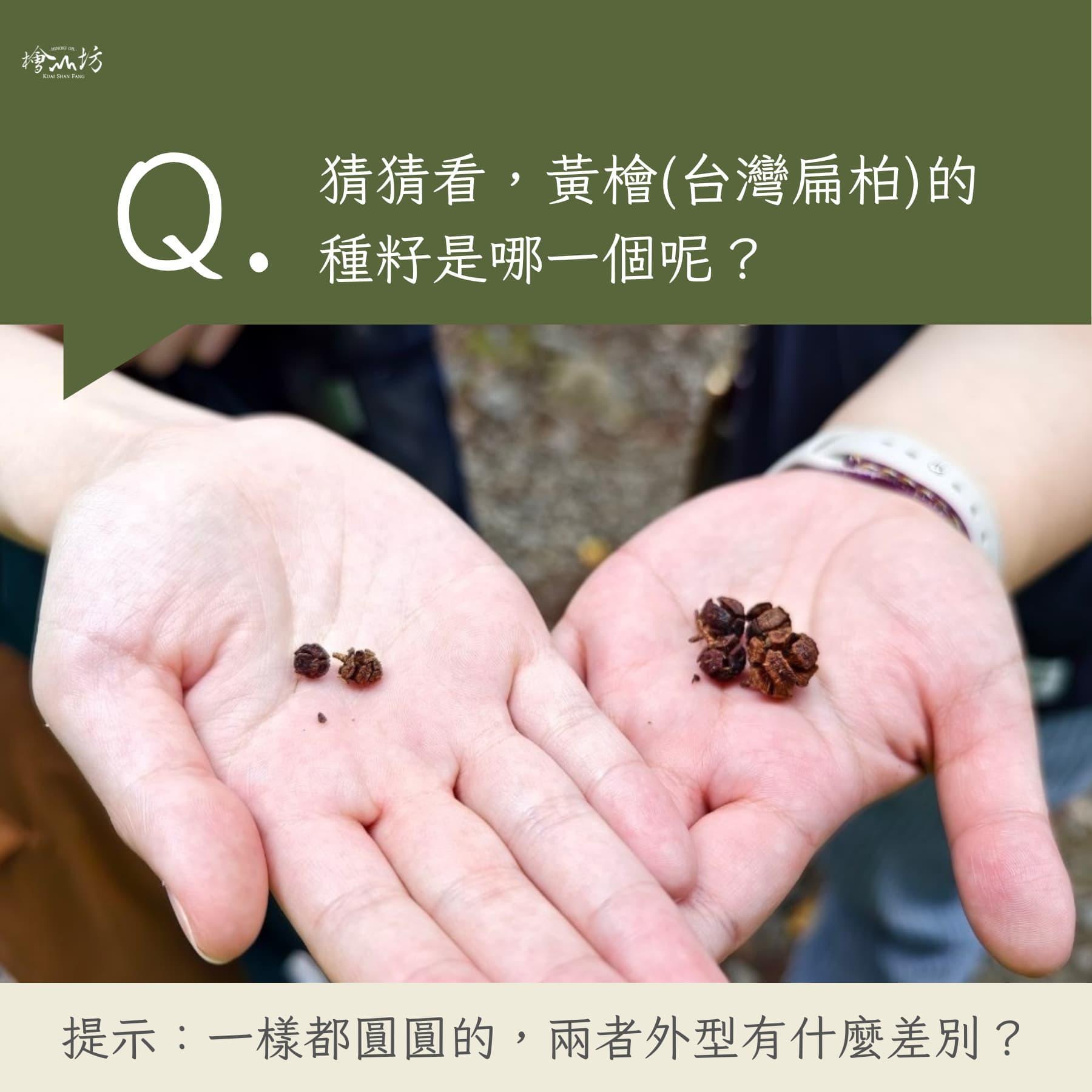 種子的外觀哪個是黃檜?