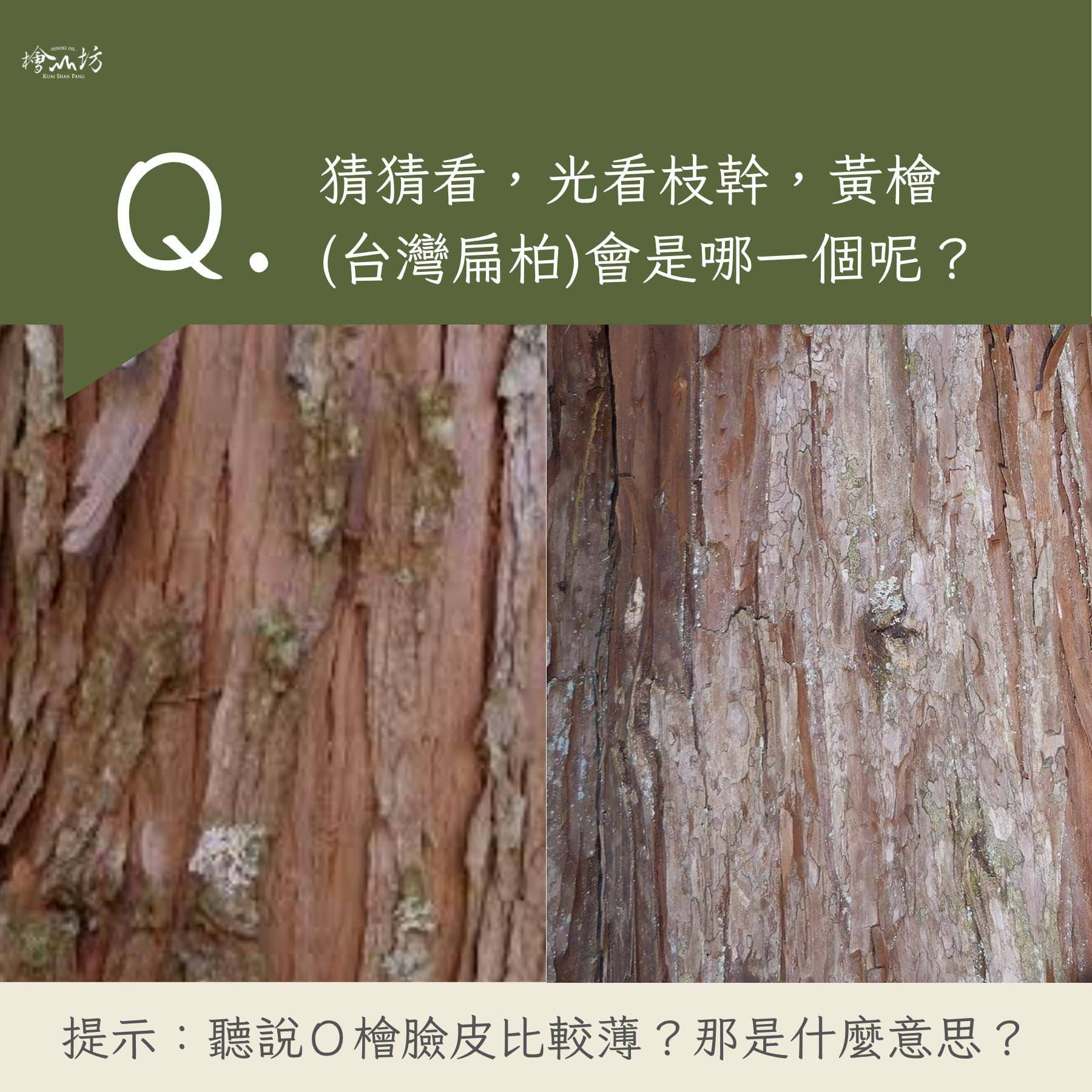 外皮的外觀哪個是黃檜?