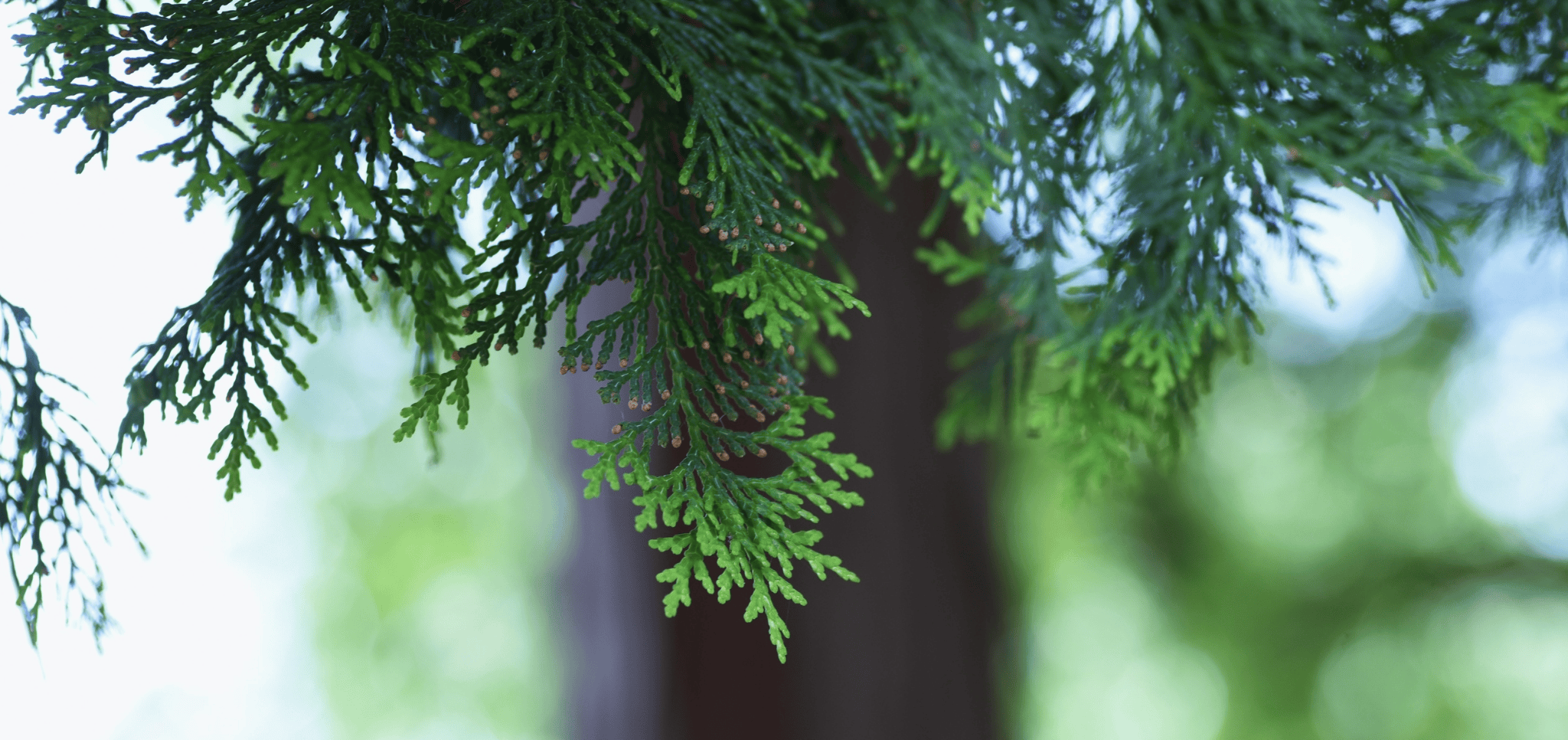 黃檜與紅檜差別在哪裡？