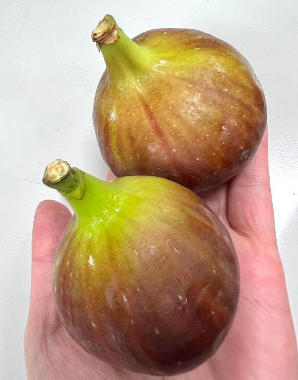 無花果 
